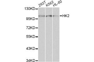 Western blot analysis of extracts of various cell lines, using HK2 antibody (ABIN1873023) at 1:1000 dilution. (Hexokinase 2 抗体)