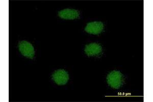 Immunofluorescence of purified MaxPab antibody to FOXI1 on HeLa cell. (FOXI1 抗体  (AA 1-283))
