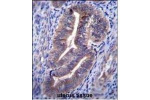 Antibody (C-term) (ABIN656481 and ABIN2845761) immunohistochemistry analysis in formalin fixed and paraffin embedded human uterus tissue followed by peroxidase conjugation of the secondary antibody and DAB staining. (ELAPOR1 抗体  (C-Term))