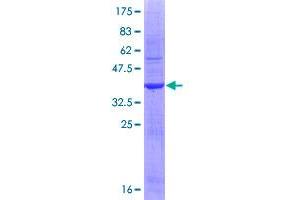 Image no. 1 for Interleukin 1 alpha (IL1A) (AA 172-271) protein (GST tag) (ABIN1307736)