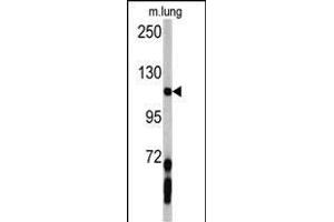 Western blot analysis of PDGFRA antibody (C-term ) (ABIN392022 and ABIN2841798) in mouse lung tissue lysates (35 μg/lane). (PDGFRA 抗体  (C-Term))