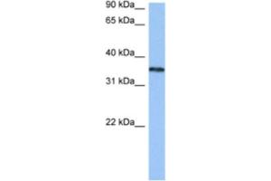 Western Blotting (WB) image for anti-Heterogeneous Nuclear Ribonucleoprotein A2/B1 (HNRNPA2B1) antibody (ABIN2462310) (HNRNPA2B1 抗体)