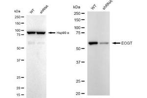Western blotting analysis using EOGT antibody (ABIN7798081). (Recombinant AER61 抗体)