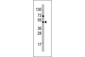 Western Blotting (WB) image for anti-C-Fos Induced Growth Factor (Vascular Endothelial Growth Factor D) (Figf) (AA 322-352), (C-Term) antibody (ABIN5534812)