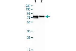 Western Blot (Cell lysate) analysis of Lane 1: RT-4 cell lysate, Lane 2: U-251 MG cell lysate with FMR1 polyclonal antibody  at 1:250 - 1:500 dilution. (FMR1 抗体)