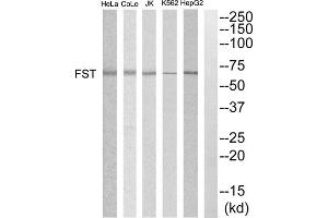 Western blot analysis of extracts from HepG2, K562, COLO205, Jurkat and HeLa cells, using FST antibody. (Follistatin 抗体  (Internal Region))