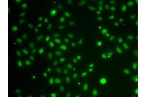 Immunofluorescence analysis of MCF-7 cells using POU6F1 antibody (ABIN5974401). (POU6F1 抗体)