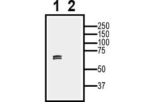 1.