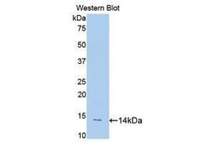 Western Blotting (WB) image for anti-Slit Homolog 1 (SLIT1) (AA 3-112) antibody (ABIN1176122) (SLIT1 抗体  (AA 3-112))