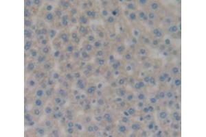 IHC-P analysis of Rat Tissue, with DAB staining. (CD11b 抗体  (AA 598-700))