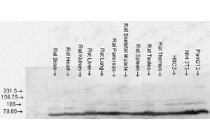 Western blot analysis of Rat Tissue lysates showing detection of GRP78 protein using Rabbit Anti-GRP78 Polyclonal Antibody . (GRP78 抗体  (PerCP))