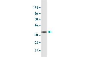 Western Blot detection against Immunogen (35. (EBF4 抗体  (AA 1-88))