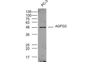 PC-3 lysates probed with AGFG2 Polyclonal Antibody, Unconjugated  at 1:300 dilution and 4˚C overnight incubation. (AGFG2 抗体  (AA 381-481))
