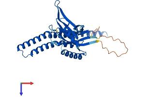 AlphaFold protein structure predicition of Mouse Recombinant C6.