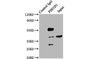 Western Blotting (WB) image for anti-PIH1 Domain Containing 1 (PIH1D1) (AA 1-290) antibody (ABIN7163449)