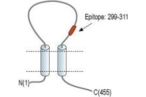 Representative domain view of the target of ABIN7885342.