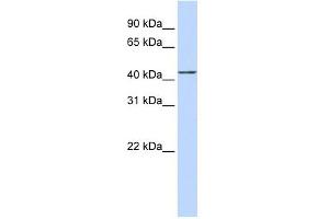 ACTR2 antibody used at 1 ug/ml to detect target protein. (ACTR2 抗体)