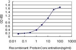 Detection limit for recombinant GST tagged BRAF is approximately 0. (BRAF 抗体  (AA 346-445))