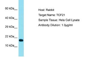 Host:  Rabbit  Target Name:  TCF21  Sample Type:  Hela Whole cell lysates  Antibody Dilution:  1. (TCF21 抗体  (N-Term))