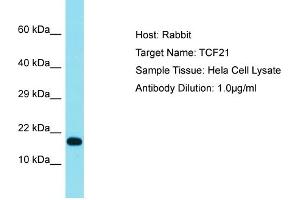 Host:  Rabbit  Target Name:  TCF21  Sample Type:  Hela Whole cell lysates  Antibody Dilution:  1.