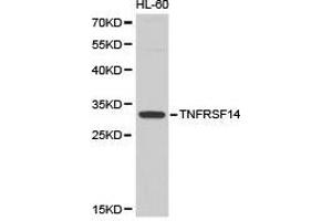 Western Blotting (WB) image for anti-Tumor Necrosis Factor Receptor Superfamily, Member 14 (TNFRSF14) antibody (ABIN1875130) (HVEM 抗体)