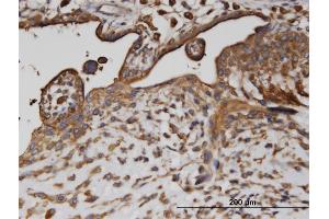 Immunoperoxidase of monoclonal antibody to AP2B1 on formalin-fixed paraffin-embedded human placenta. (AP2B1 抗体  (AA 585-651))