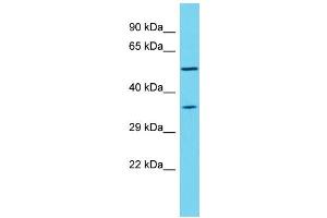 Host:  Rabbit  Target Name:  Nr1h2  Sample Type:  Rat Thymus lysates  Antibody Dilution:  1.