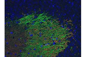 Indirect immunostaining of PFA fixed paraffin embedded mouse hippocampus section with anti-Munc 18-1 (dilution 1 : 500; green) and mouse anti-VGluT 1 (cat. (STXBP1 抗体)