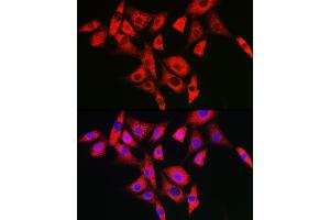 Immunofluorescence analysis of NIH/3T3 cells using NLRP2 Rabbit pAb (ABIN7268939) at dilution of 1:100 (40x lens). (NLRP2 抗体  (AA 1-220))