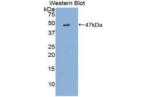 Western Blotting (WB) image for anti-Prostaglandin E Synthase (PTGES) (AA 21-148) antibody (ABIN1860349) (Prostaglandin E Synthase 抗体  (AA 21-148))