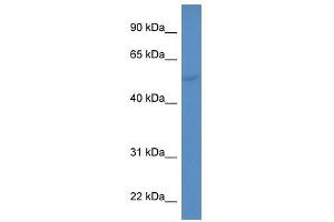 Western Blotting (WB) image for anti-Cytochrome P450, Family 2, Subfamily A, Polypeptide 6 (CYP2A6) (C-Term) antibody (ABIN929448)