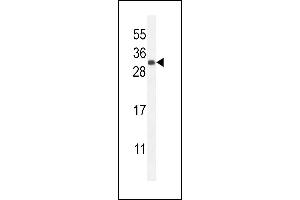 FGF9 Antibody (N-term) (ABIN654171 and ABIN2844030) western blot analysis in mouse kidney tissue lysates (35 μg/lane). (FGF9 抗体  (N-Term))