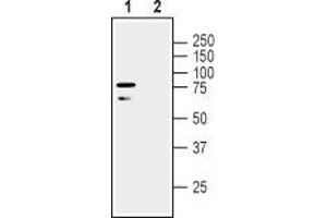 Western Blotting (WB) image for anti-Leucine Rich Repeat and Ig Domain Containing 1 (LINGO1) (AA 507-521), (Extracellular) antibody (ABIN7043298)
