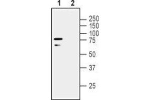 Western blot analysis of human SH-SY5Y neuroblastoma cell line lysate: - 1. (LINGO1 抗体  (Extracellular, N-Term))