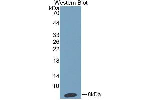 Western blot analysis of the recombinant protein. (HPR 抗体  (AA 30-85))