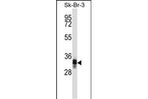 UBXN10 Antibody (Center) (ABIN1537898 and ABIN2849326) western blot analysis in SK-BR-3 cell line lysates (35 μg/lane). (UBXN10 抗体  (AA 157-185))