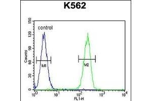 RPL27A Antibody (C-term) (ABIN654891 and ABIN2844541) flow cytometric analysis of K562 cells (right histogram) compared to a negative control cell (left histogram). (RPL27A 抗体  (C-Term))