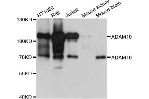 Western blot analysis of extracts of various cell lines, using ADAM10 antibody. (ADAM10 抗体)