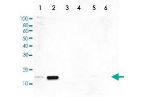 Western Blot (Cell lysate) analysis of (1) 25 ug whole cell extracts of HeLa cells, (2) 15 ug histone extracts of HeLa cells treated with colcemid, (3) 1 ug of recombinant histone H2A, (4) 1 ug of recombinant histone H2B, (5) 1 ug of recombinant histone H3, and (6) 1 ug of recombinant histone H4. (HIST1H3A 抗体  (pThr11))