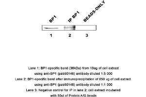 Image no. 1 for anti-Distal-Less Homeobox 4 (DLX4) (AA 1-60) antibody (ABIN363455) (DLX4 抗体  (AA 1-60))