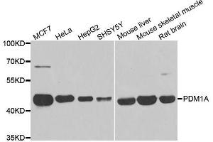 Western blot analysis of extracts of various cell lines, using PPM1A antibody. (PPM1A 抗体  (AA 1-382))