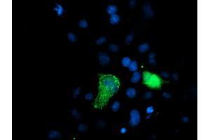 Anti-XPNPEP3 mouse monoclonal antibody (ABIN2454891) immunofluorescent staining of COS7 cells transiently transfected by pCMV6-ENTRY XPNPEP3 (RC200888). (XPNPEP3 抗体)