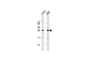 All lanes : Anti-H1FX Antibody (C-term) at 1:1000 dilution Lane 1: A431 whole cell lysate Lane 2: 293 whole cell lysate Lysates/proteins at 20 μg per lane. (H1FX 抗体  (C-Term))