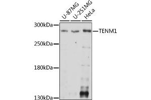 Western blot analysis of extracts of various cell lines, using TENM1 antibody (ABIN7270767) at 1:1000 dilution. (ODZ1/Teneurin 1 抗体  (AA 350-540))