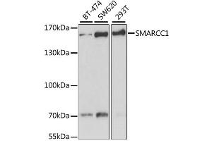 Western blot analysis of extracts of various cell lines, using SMARCC1 antibody (ABIN1877114) at 1:1000 dilution. (SMARCC1 抗体)