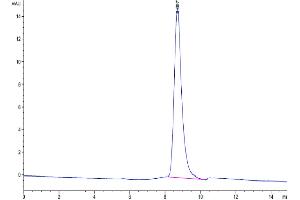 The purity of Biotinylated Mouse uPAR isoform 1 is greater than 95 % as determined by SEC-HPLC. (PLAUR Protein (AA 24-298) (His-Avi Tag,Biotin))