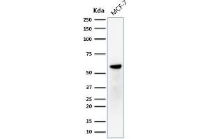 Western Blot Analysis of human MCF-7 cell lysate using ER-beta1 Mouse Monoclonal Antibody (ERb455). (ESR2 抗体  (C-Term))