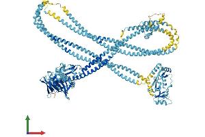 Protein Structure (PS) image for Structural Maintenance of Chromosomes 1A (SMC1A) (AA 1-1233) protein (His tag) (ABIN7555583)