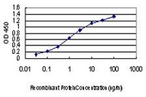 Detection limit for recombinant GST tagged MAPK13 is approximately 0. (MAPK13 抗体  (AA 251-365))