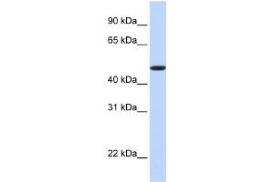WB Suggested Anti-EPOR Antibody Titration:  0. (EPOR 抗体  (N-Term))